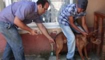 KÖPEKLER AŞI OLUYOR