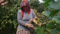 FINDIKLAR TOPLANIYOR