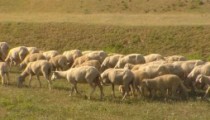 ALAPLI’DA 3 ÇİFTCİYE 45 KOYUN VERİLECEK
