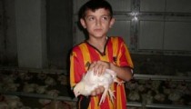 YUMURTADAN 4 BACAKLI CİVCİV ÇIKTI