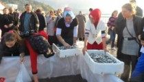 HAMSİ FESTİVALİNDE İZDİHAM YAŞANDI