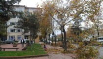 ALAPLI MERKEZİNDE AĞAÇLAR BUDANIYOR