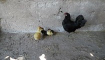 ÖRDEK YAVRULARINA TAVUK ANNELİK YAPIYOR