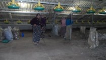 TAVUK ÇİFTLİKLERİNİ KADIN İŞÇİLER TEMİZLİYOR