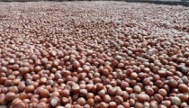 TAHMİNİ FINDIK REKOLTESİ KAFA KARIŞTIRIYOR