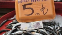 ALAPLI’DA HAMSİ 5 LİRA