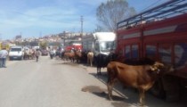 KURBAN KESİM YERLERİ BELİRLENDİ