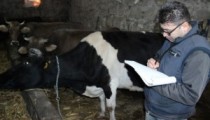 DİKKAT! ŞAP HASTALIĞI VAR