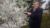 ERİKLER ÇİÇEK AÇTI
