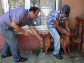 KÖPEKLER AŞI OLUYOR