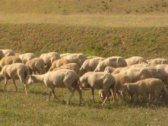 ALAPLI’DA 3 ÇİFTCİYE 45 KOYUN VERİLECEK