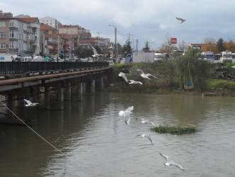 ALAPLI ÇAYINDA TİMSAH VAR MI