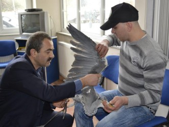 YARALI BALIKÇIL KUŞUNU TEDAVİ ETTİRDİ