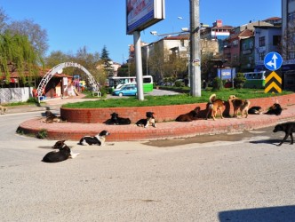 ALAPLI’YI KÖPEKLER BASTI