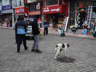 NİHAYET BAŞIBOŞ KÖPEKLER TOPLANIYOR
