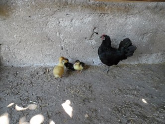 ÖRDEK YAVRULARINA TAVUK ANNELİK YAPIYOR
