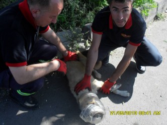 KÖPEK KAFASINI PLASTİK ŞİŞEYE SIKIŞTIRDI