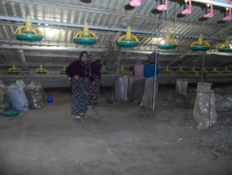 TAVUK ÇİFTLİKLERİNİ KADIN İŞÇİLER TEMİZLİYOR