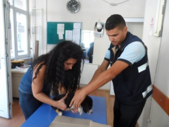 YARALI KÖPEK YAVRUSUNU TEDAVİ ETTİRDİ