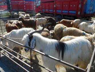 ALAPLI’DA KURBAN FİYATLARI GEÇEN YILA GÖRE DÜŞÜK