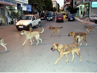 BU HABERİN BAŞLIĞINI SİZ ATIN