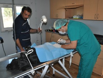 SOKAK KÖPEKLERİ KISIRLAŞTIRILIYOR