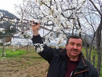 ERİKLER ÇİÇEK AÇTI