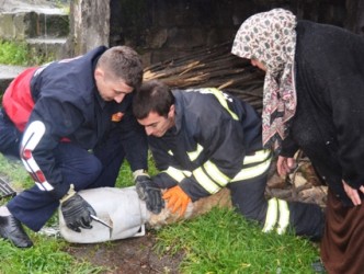 KAFASINA BİDON SIKIŞAN KÖPEK,İTFAİYE EKİPLERİ KURTARDI