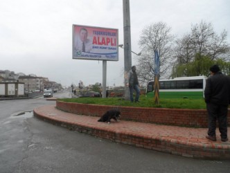 ALAPLI’DA BAŞIBOŞ KÖPEKLER TOPLANIYOR