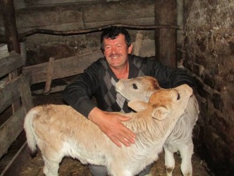 İKİZ BUZAĞI İLGİ ODAĞI OLDU