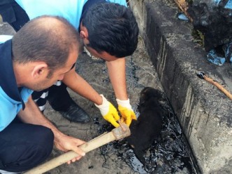 ZİFTE YAPIŞAN KÖPEĞİ 4 SAATTE KURTADILAR