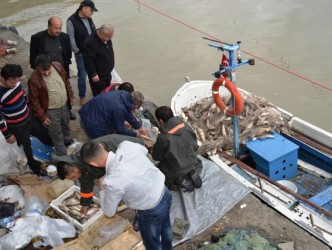 ALAPLI ÇAYINDA BALIK BOLLUĞU