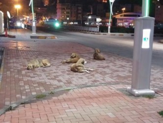 SOSYAL PAYLAŞIM SİTESİNDE KÖPEK TEPKİSİ