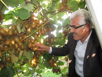 ORGANİK KİVİ YÜZ GÜLDÜRÜYOR