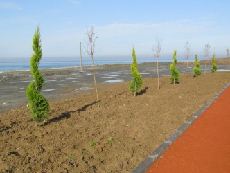 YÜRÜYÜŞ YOLUNA AĞAÇLANDIRMA  YAPILIYOR
