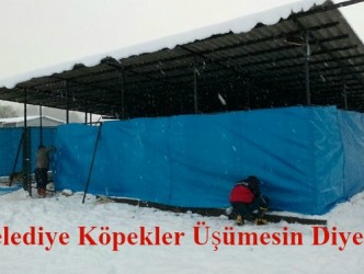 ALAPLI BELEDİYESİ KÖPEKLER ÜŞÜMESİN DİYE……