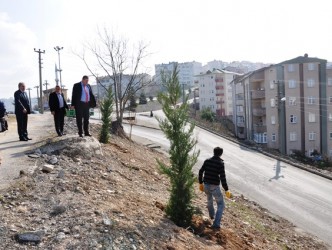 ALAPLI BELEDİYESİ BİN ADET AĞAÇ DİKECEK