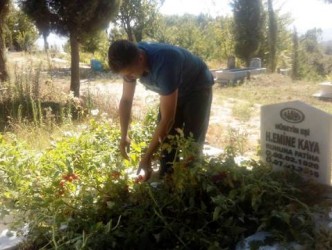 MEZARDA DOMATES YETİŞTİ