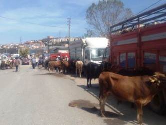 KURBAN KESİM YERLERİ BELİRLENDİ