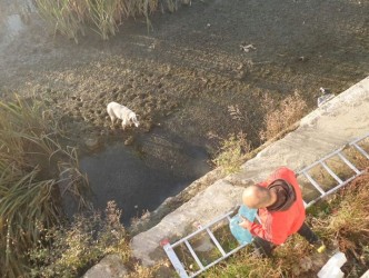 KÖPEĞİ ÇAMURUN İÇİNDEN KURTARDI