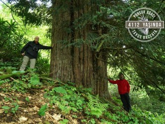 GÜMELİ DE 4 BİN 112 YAŞINDAKİ PORSUK AĞACI
