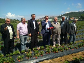 ÇATUROĞLU ORGANİK ÇİLEK BAHÇESİNİ GEZDİ